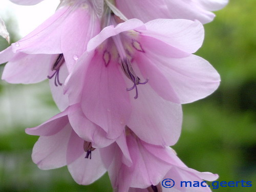 Dierama latifolium